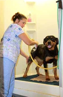 Dog being groomed