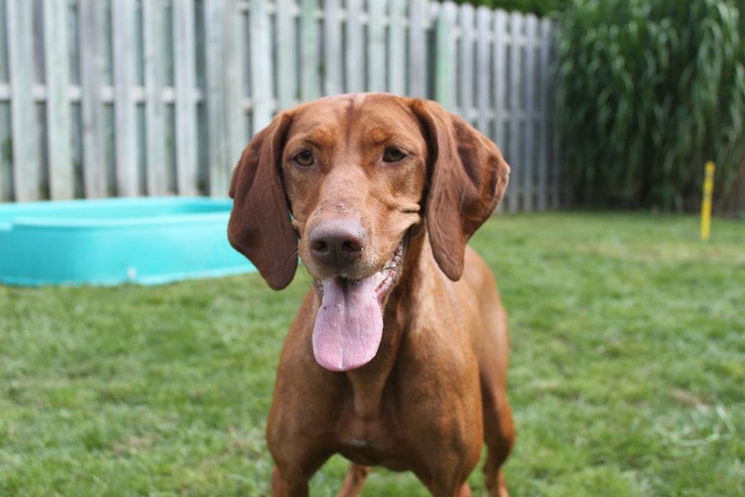 vizsla boarding