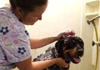 dog getting a spa treatemnt
