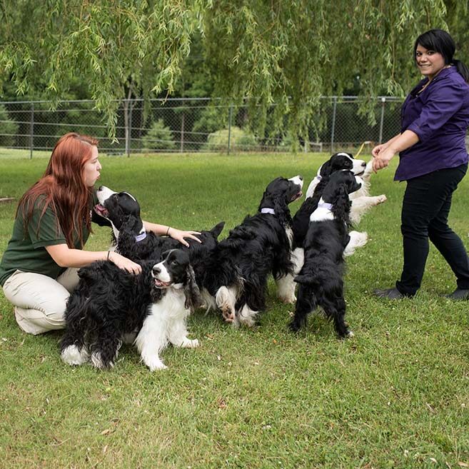 pet ritz staff members and dogs playing together